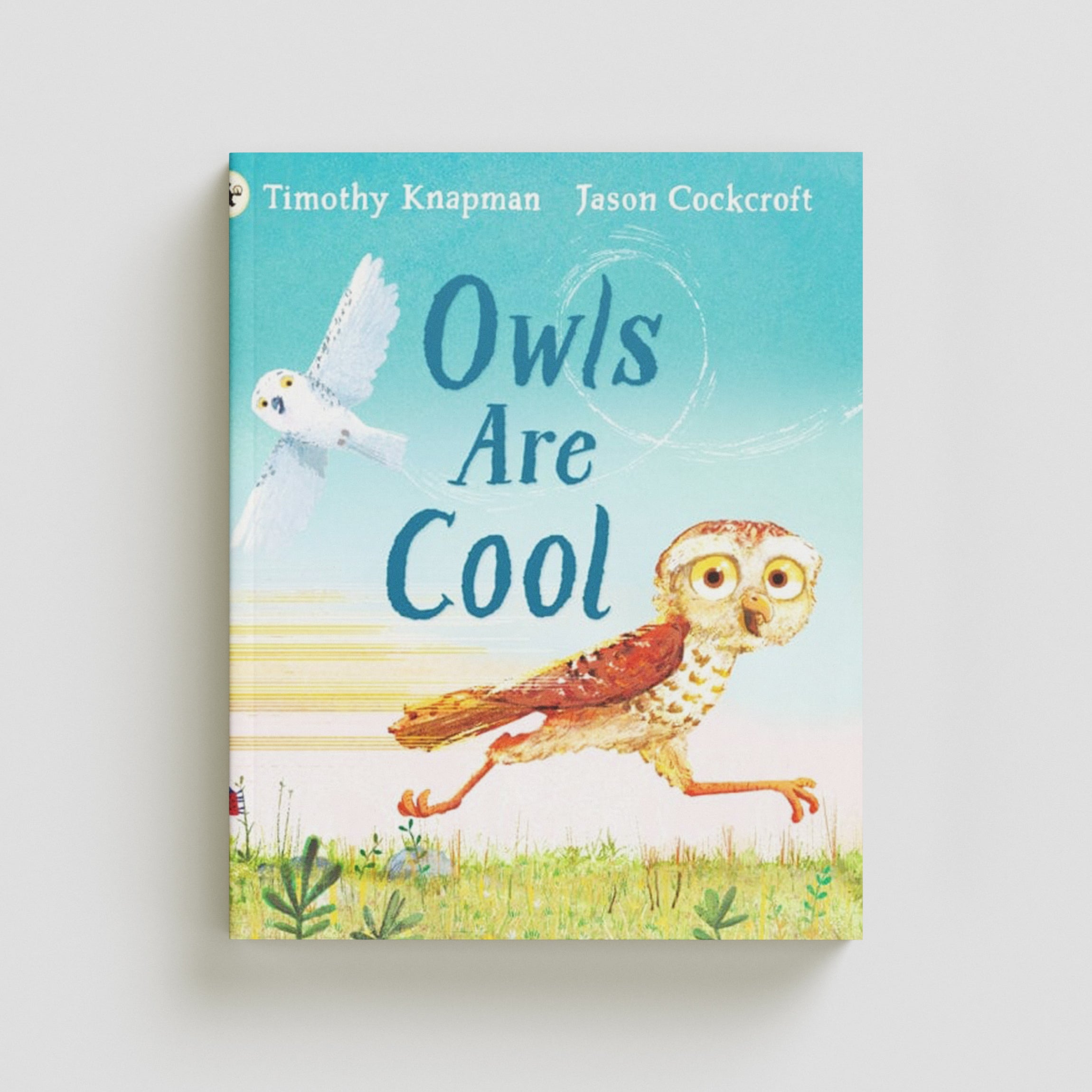 Owls Are Cool Paperback / softback